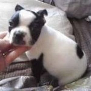 Meet your Posher, Randy lee